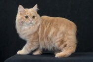The Cymric Cat Breed
